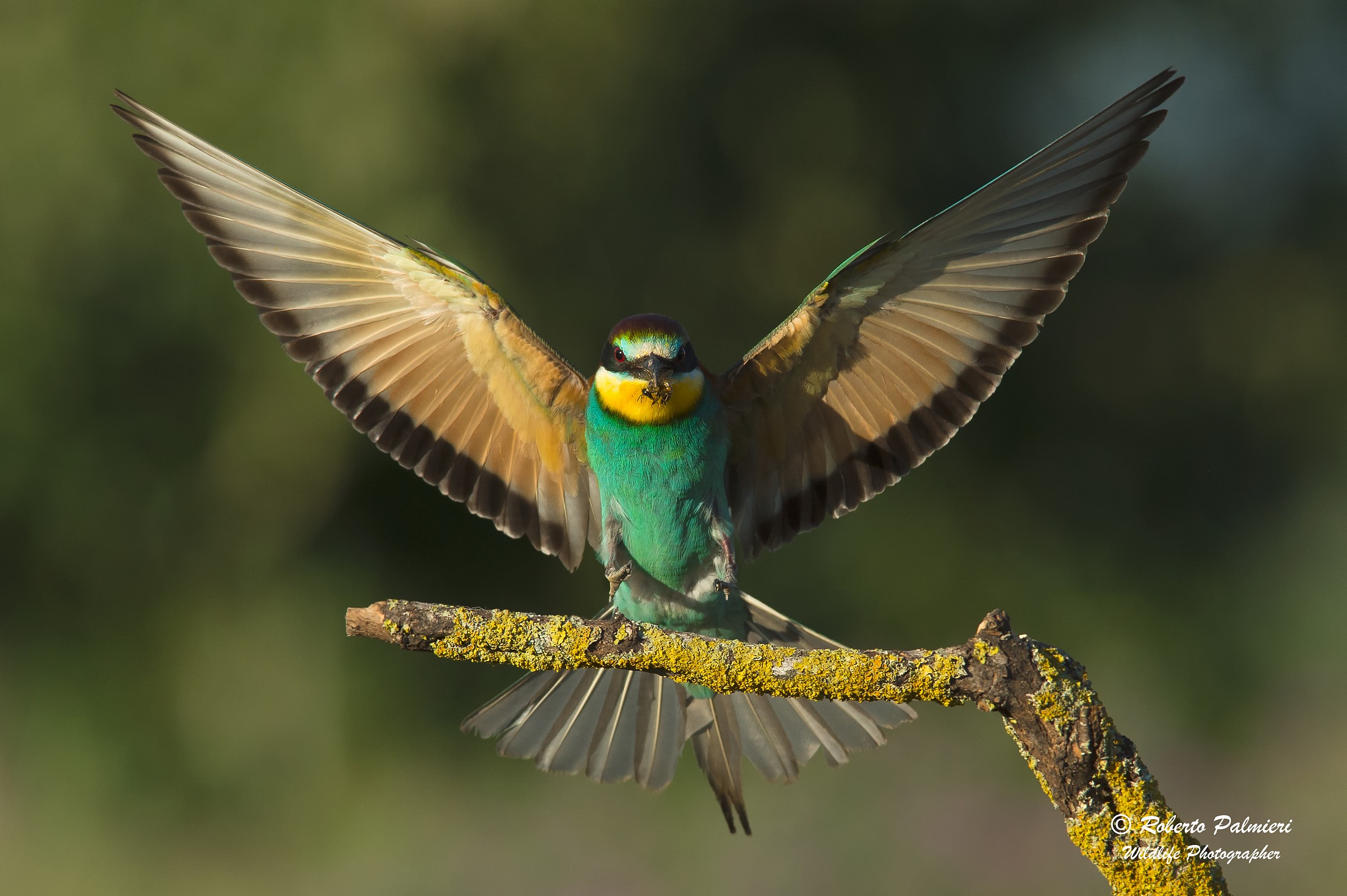 Arrival to roost eater (Merops apiaster)
