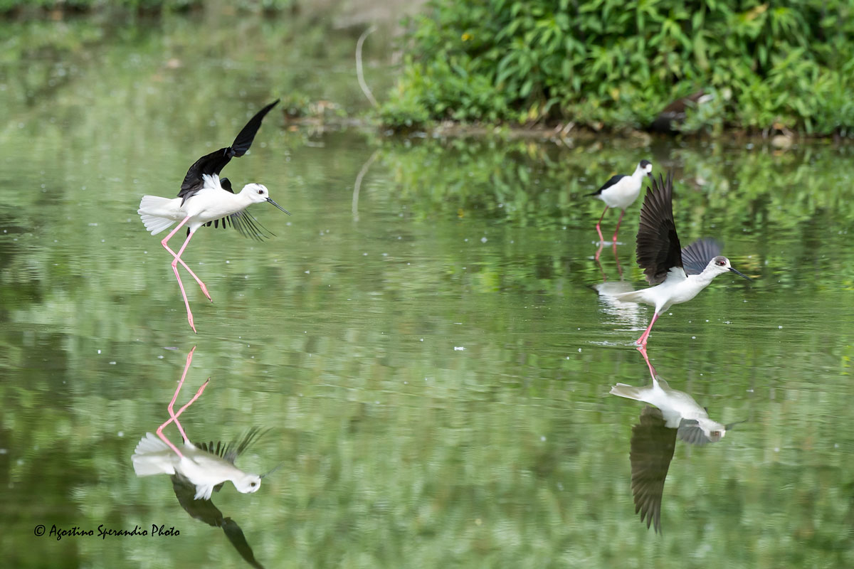 Quarrels between the Knights of Italy