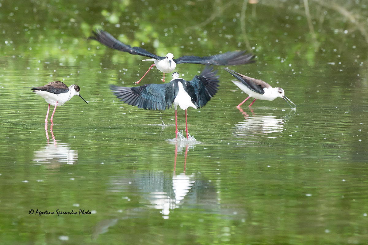 Quarrels between the Knights of Italy