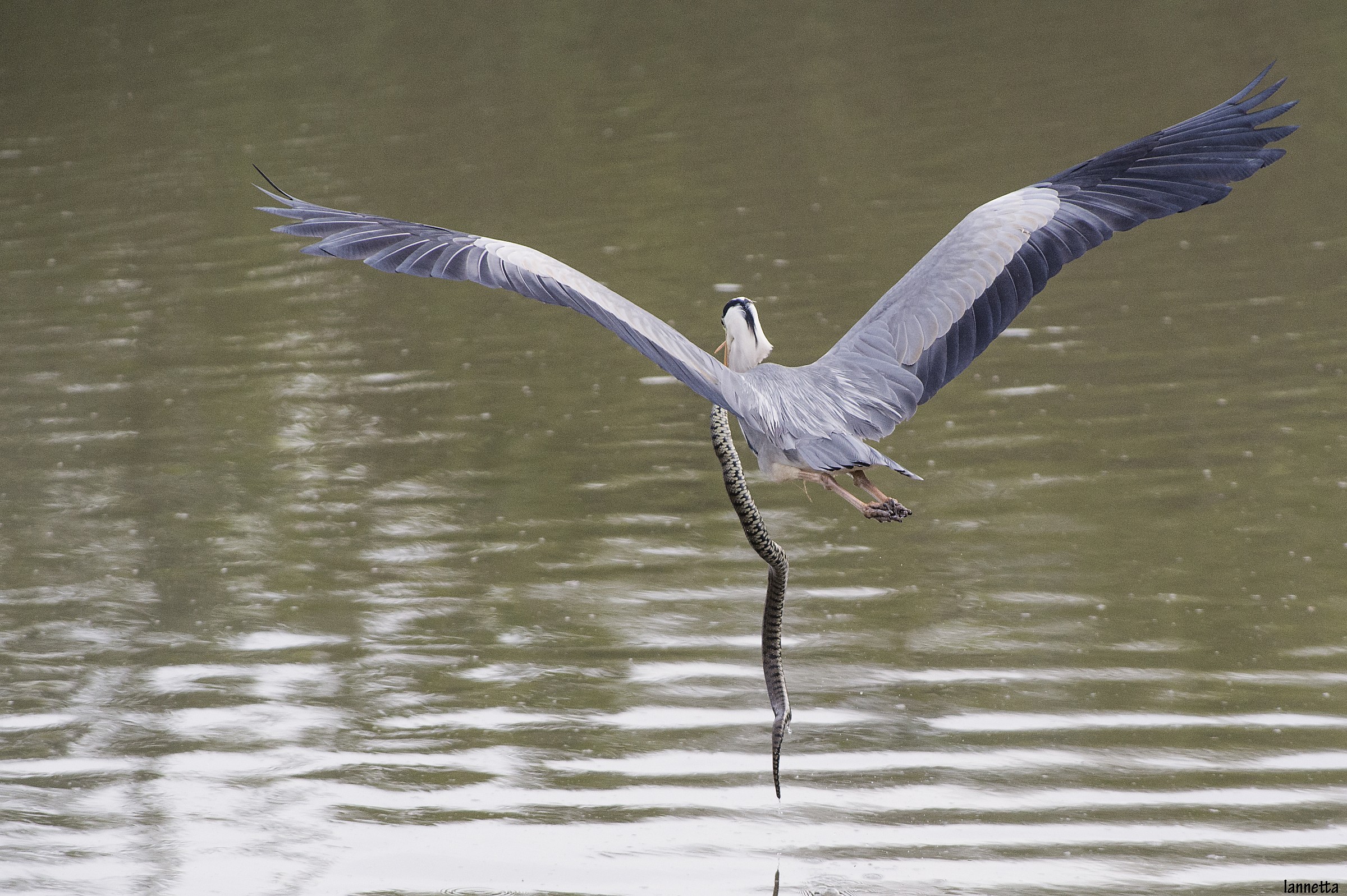 Airone con biscia appena catturata