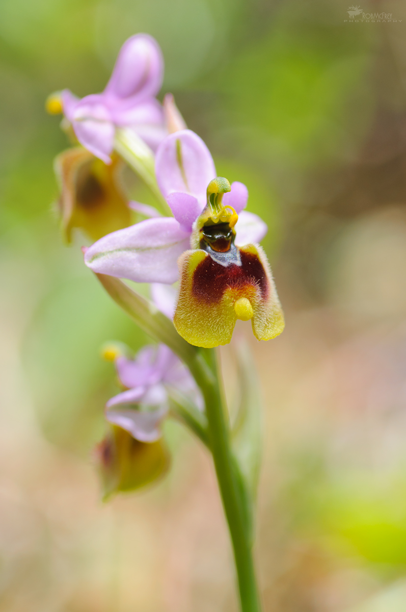 Ophrys tenthredinifera
