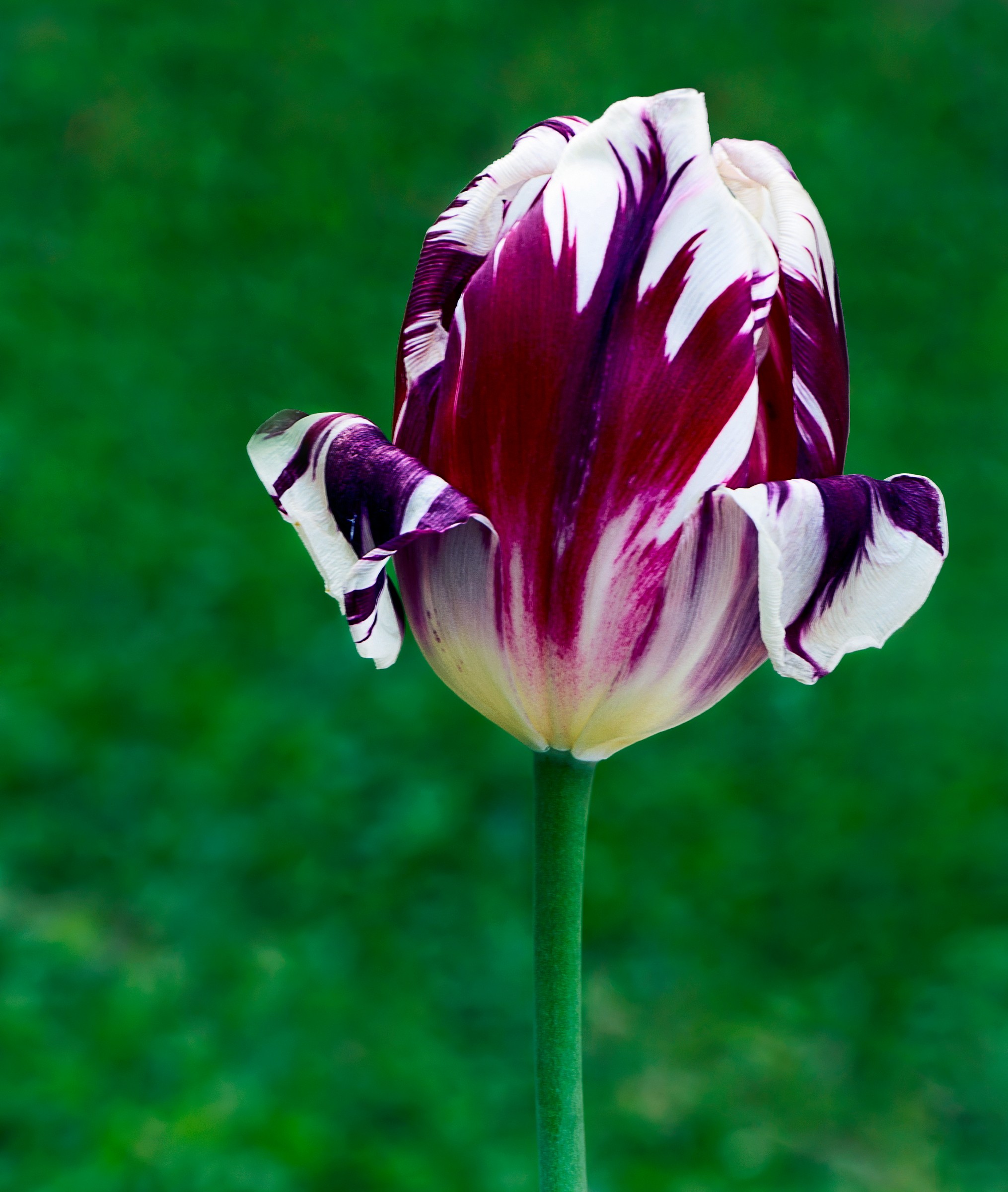 Photo taken in the garden