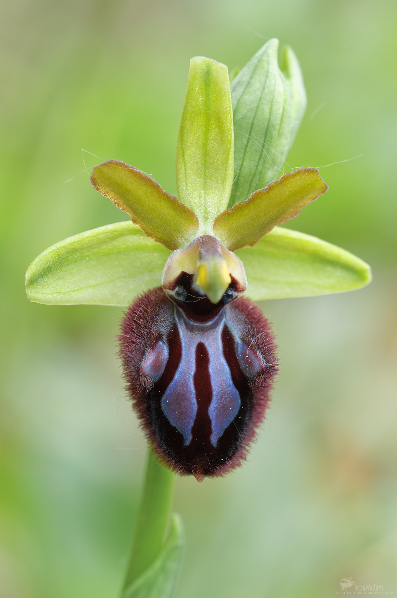 Ophrys incubacea