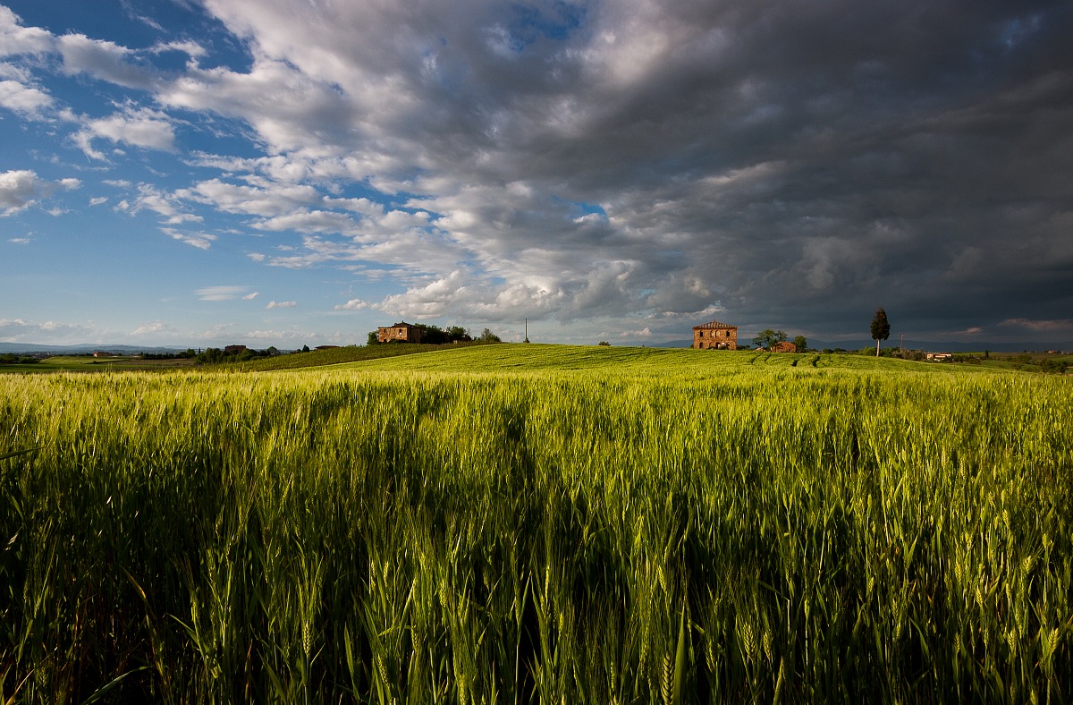 Il grano di Montepulciano ...