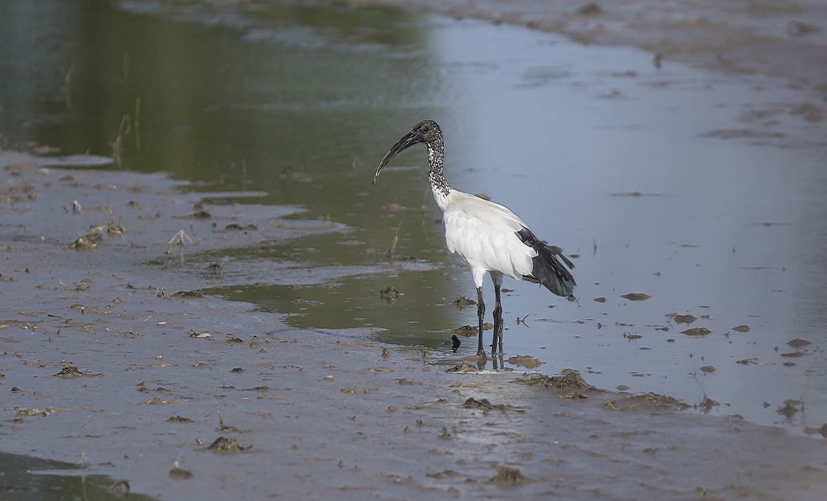 sacred ibis