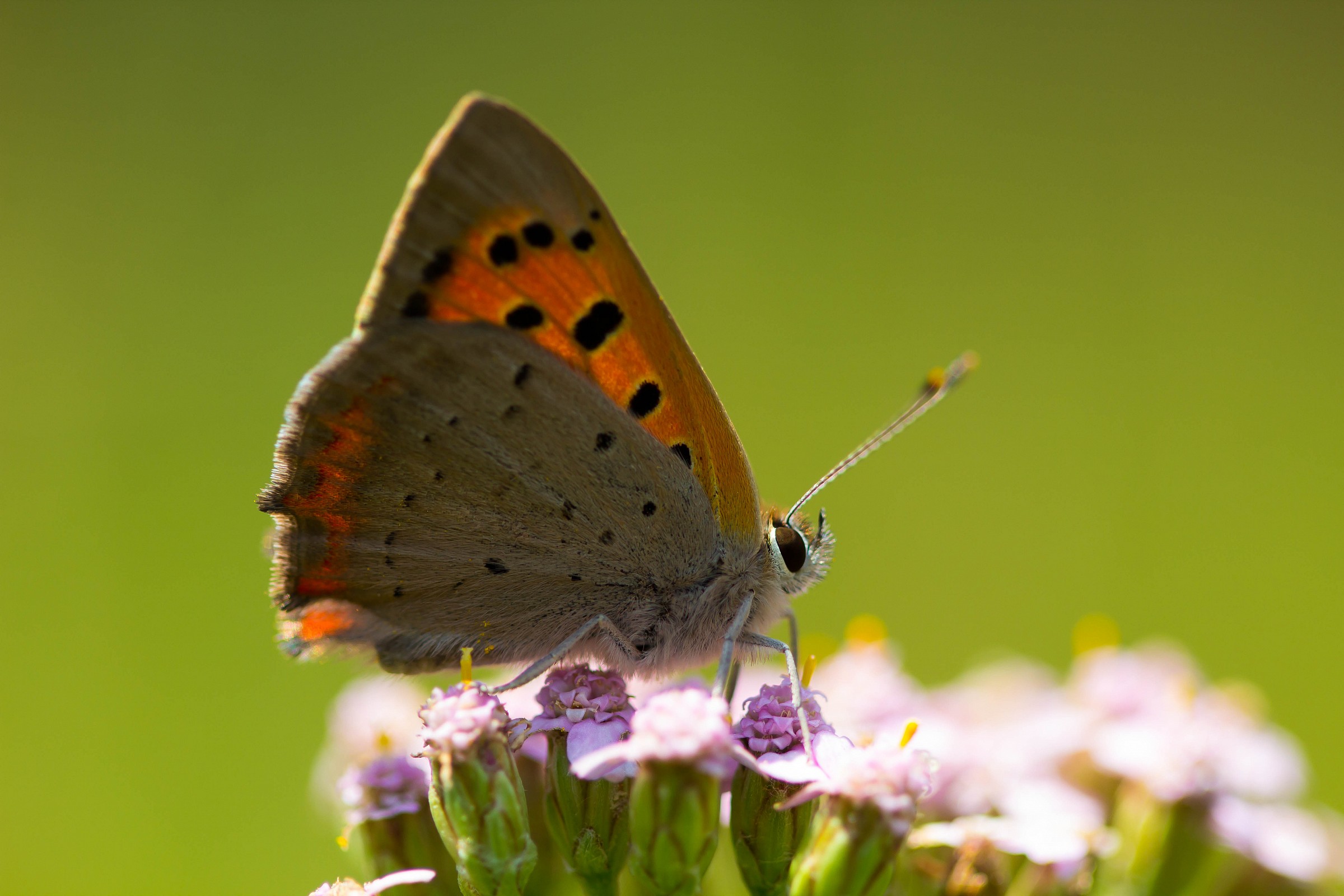 Farfalla di montagna
