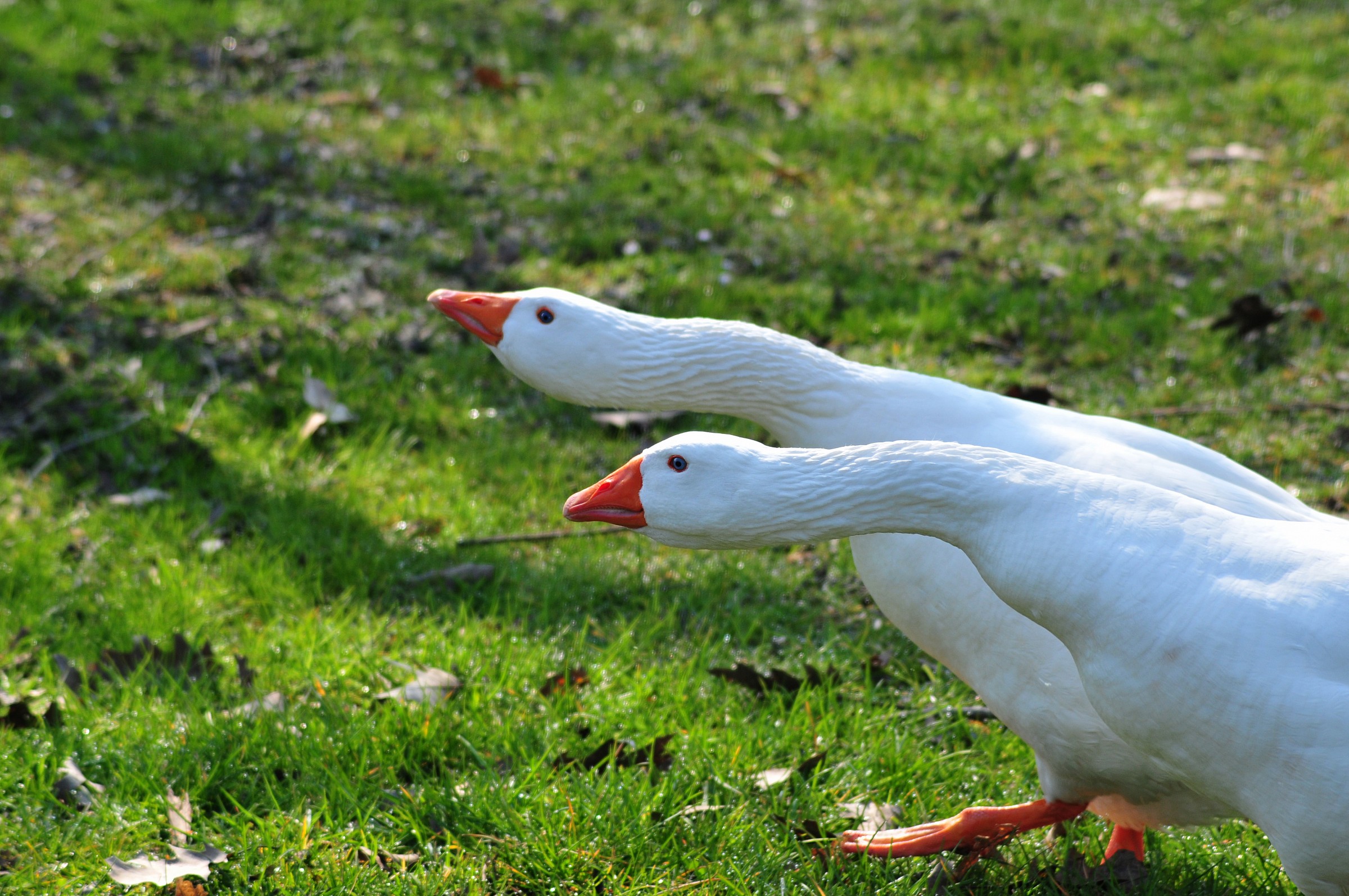 Guardiane impeccabili