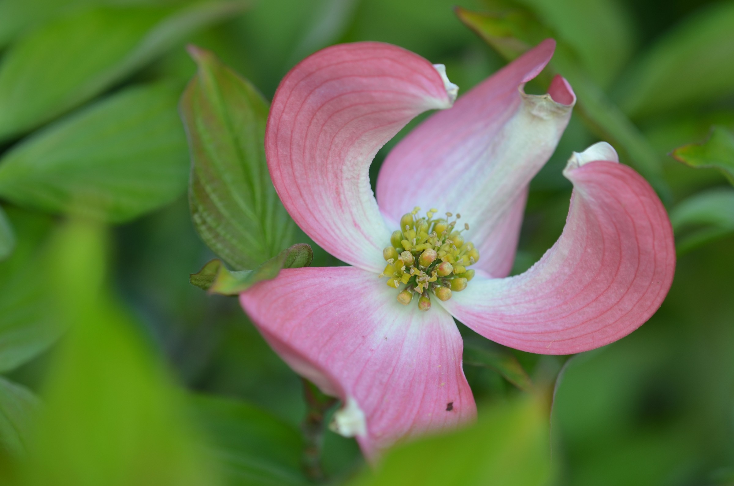 flowers here and there