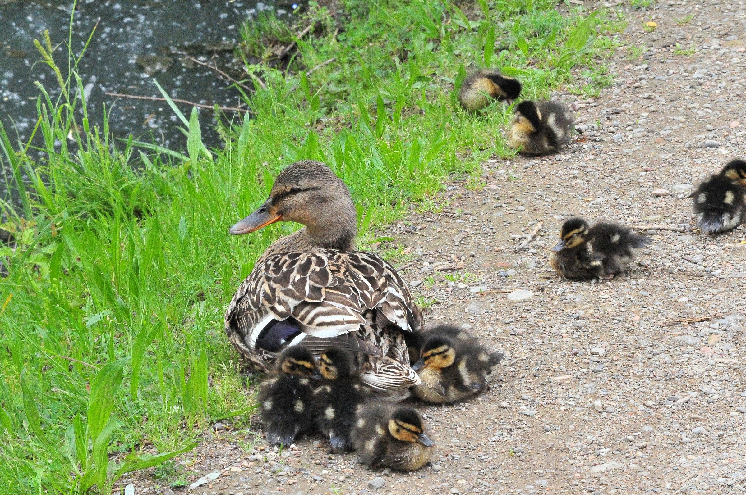 I gioielli di Cornelia