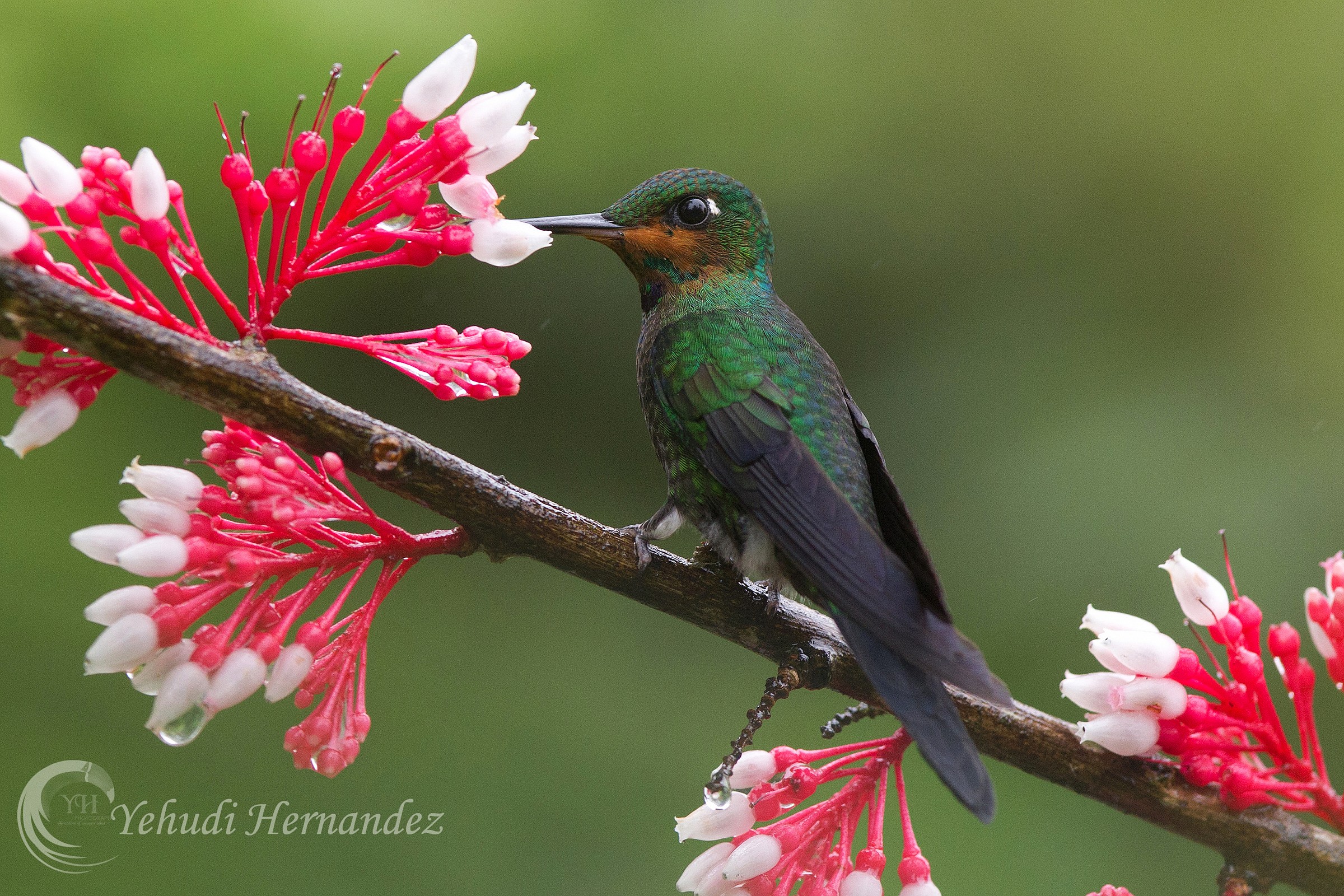 Verde brillante coronato