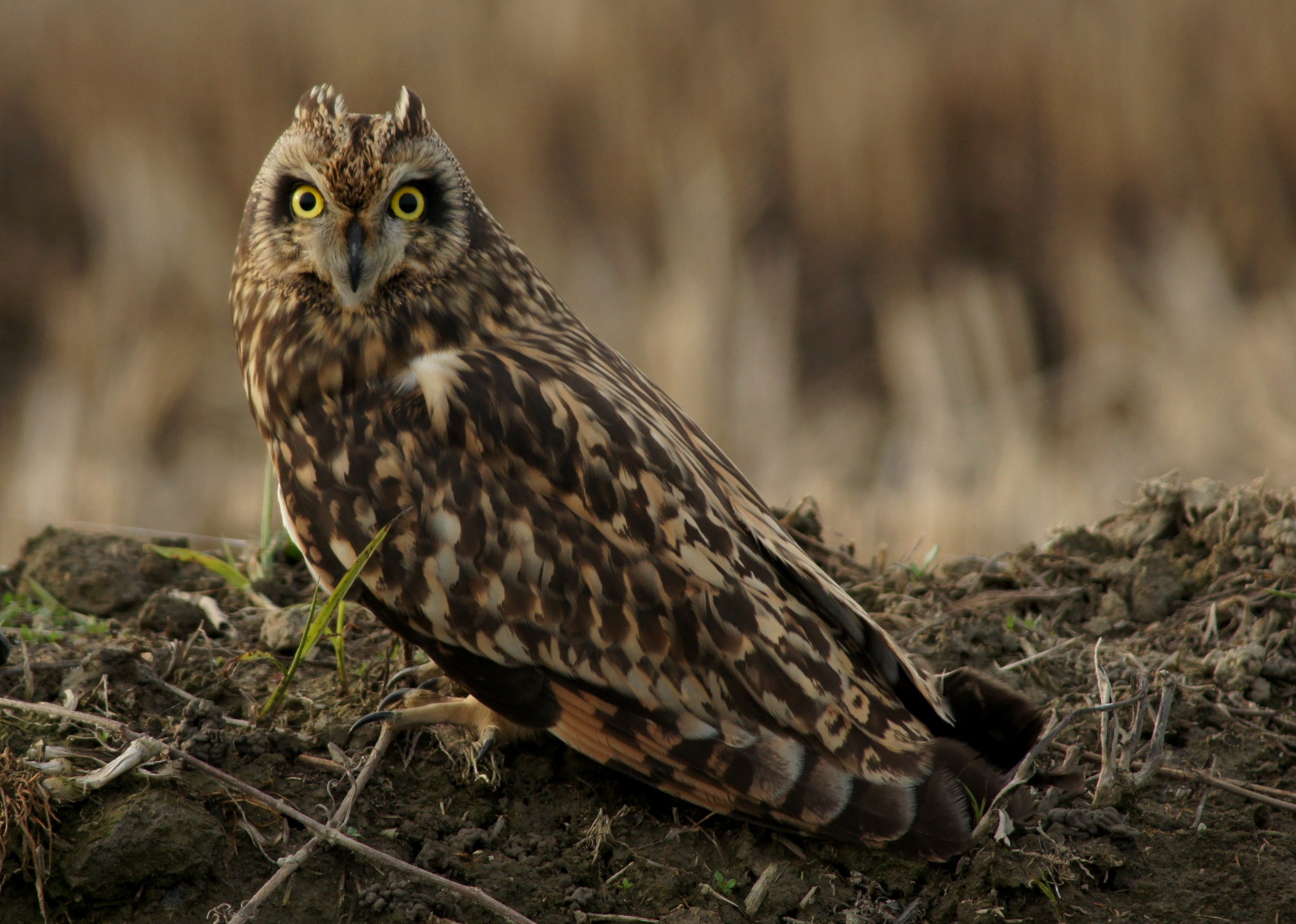 eared owl near oasis Casalbeltrame
