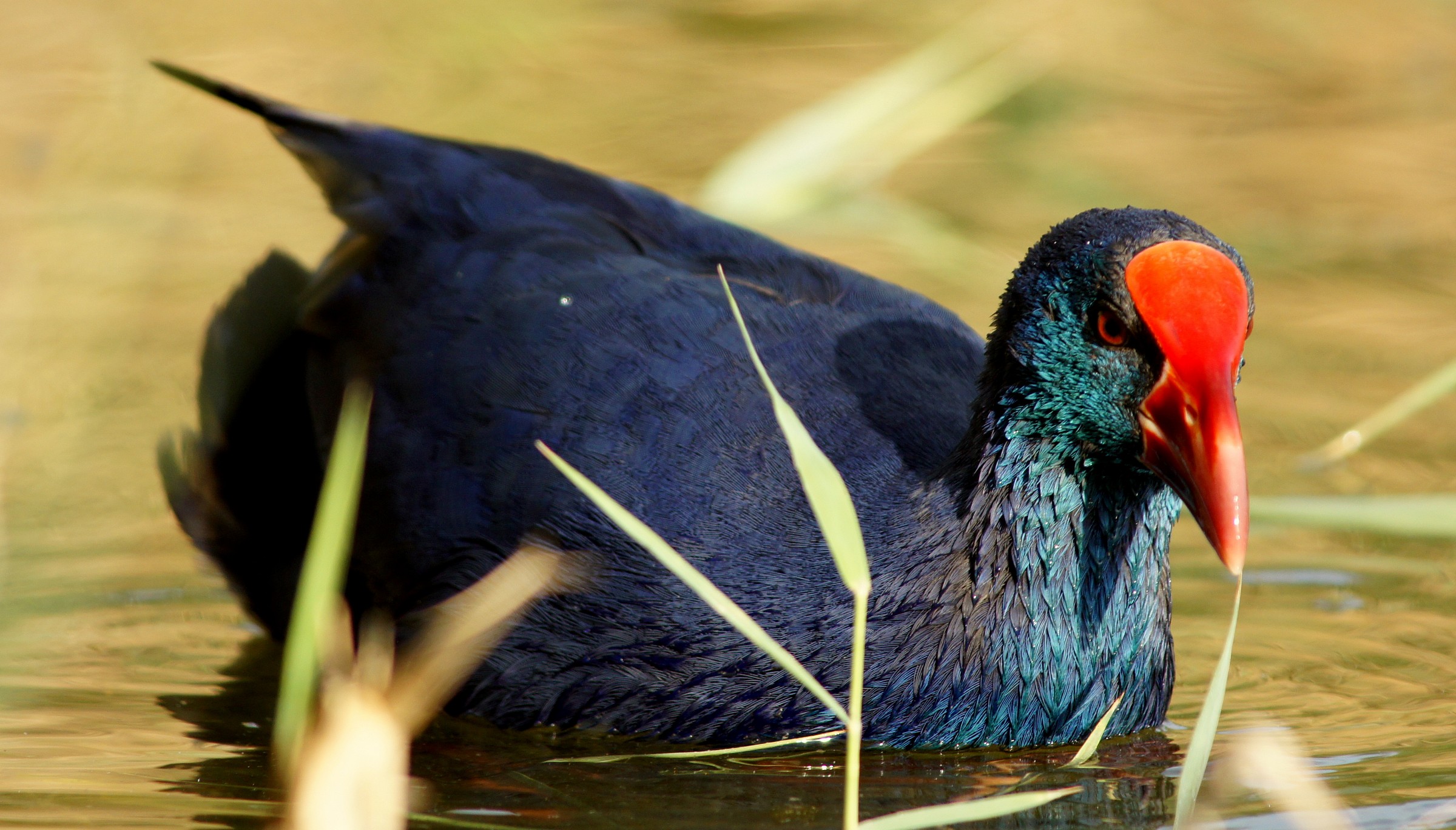 gallinule near Sassari