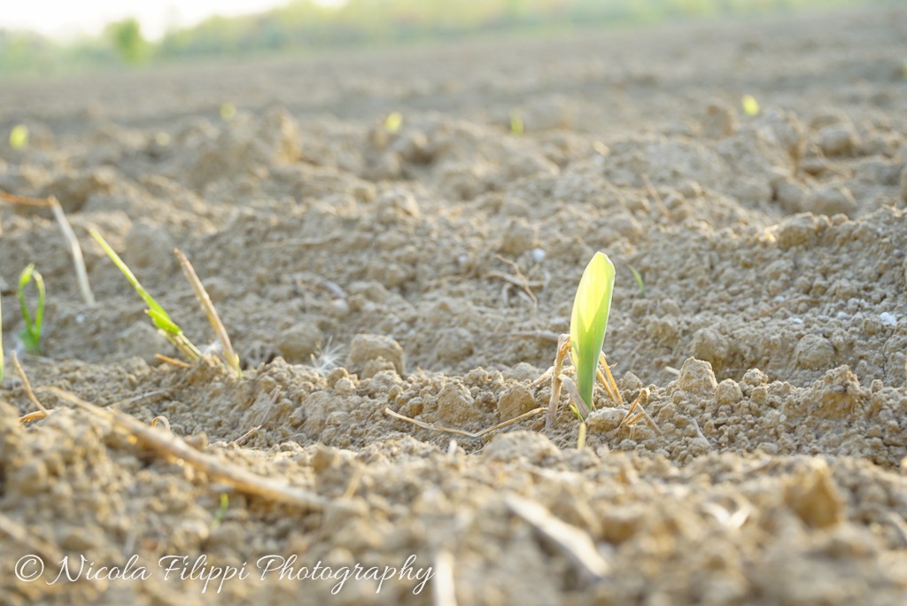 sprout of corn