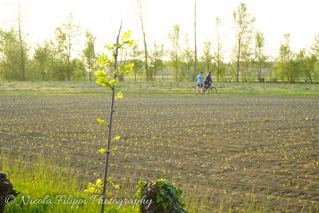 Jog through the fields