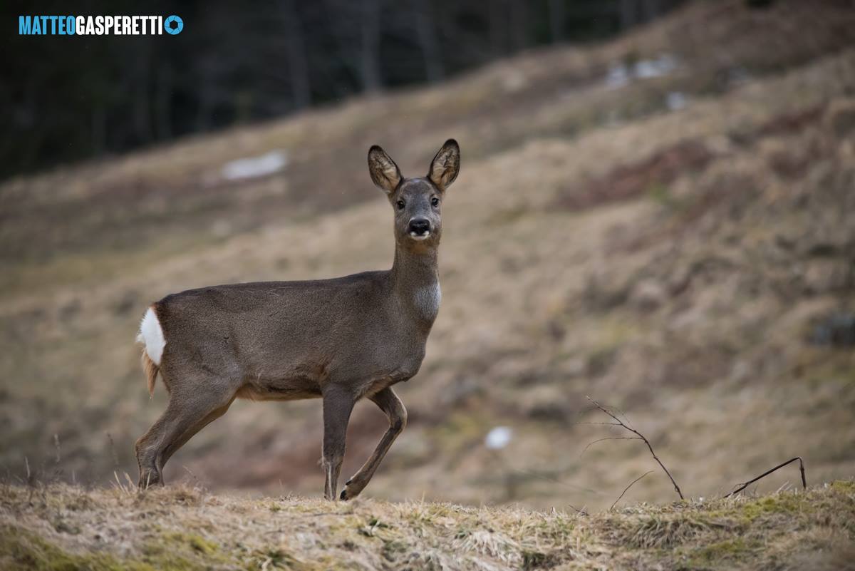 Female roe (Capreolus Capreolus)