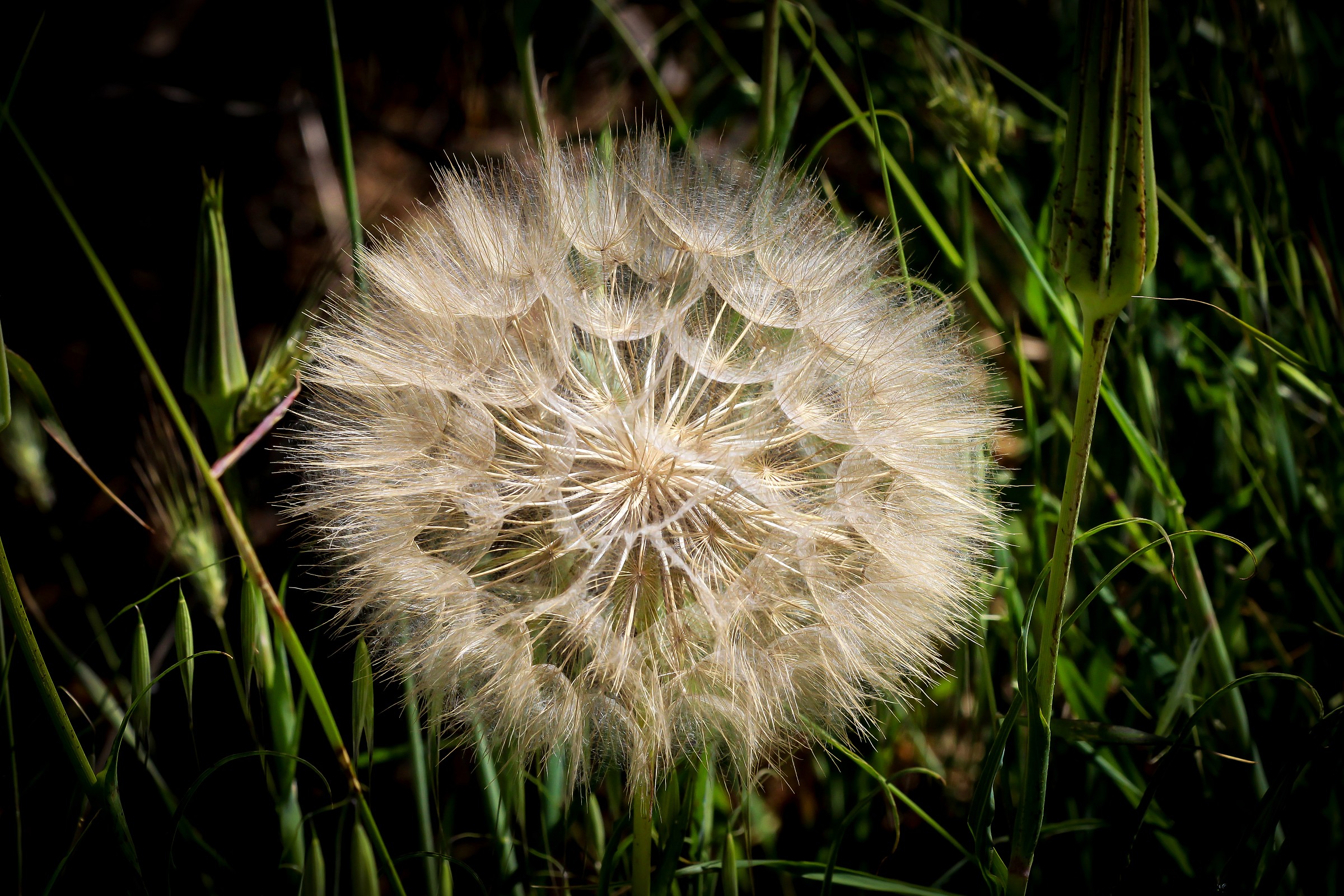 Dandelion