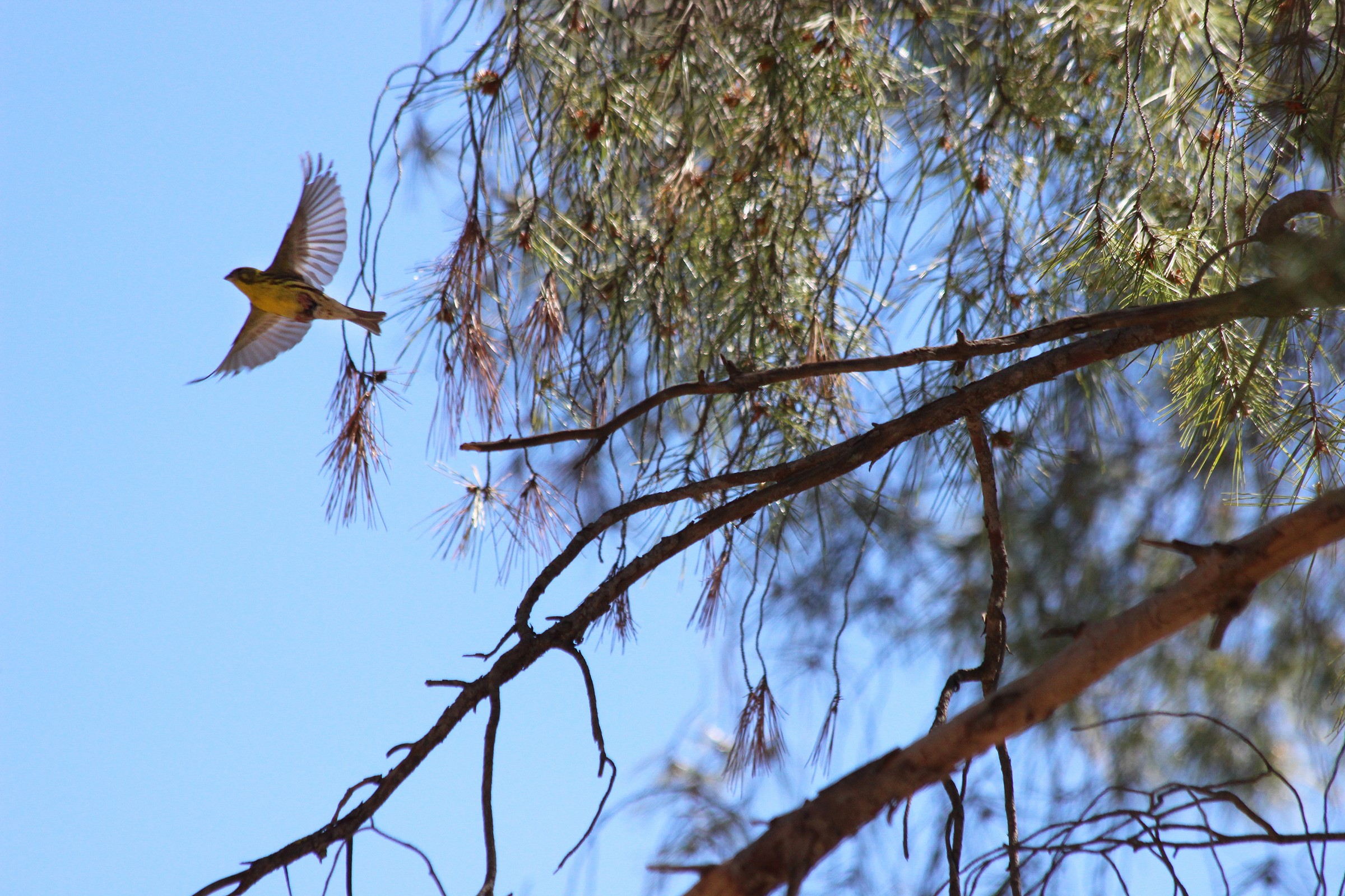 Serin in flight