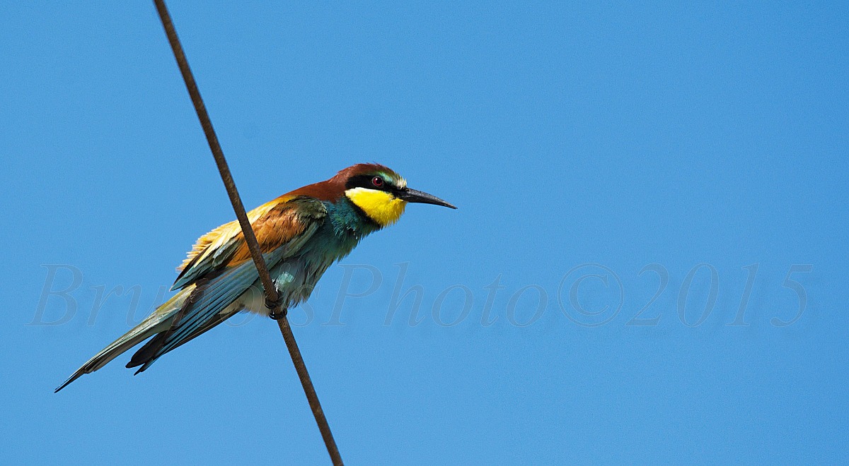 Merops apiaster - Bee-eater