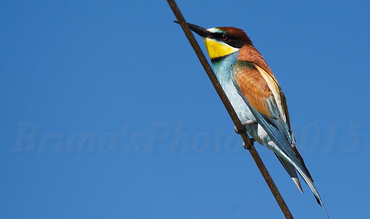 Merops apiaster - Bee-eater