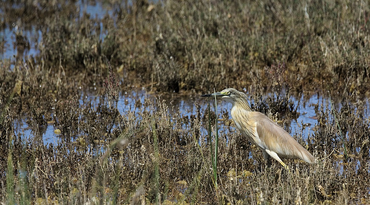 Little bittern