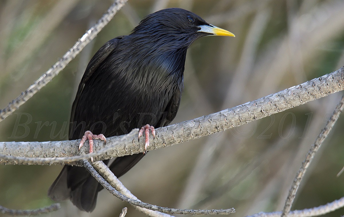 Sturnus unicolor - Starling