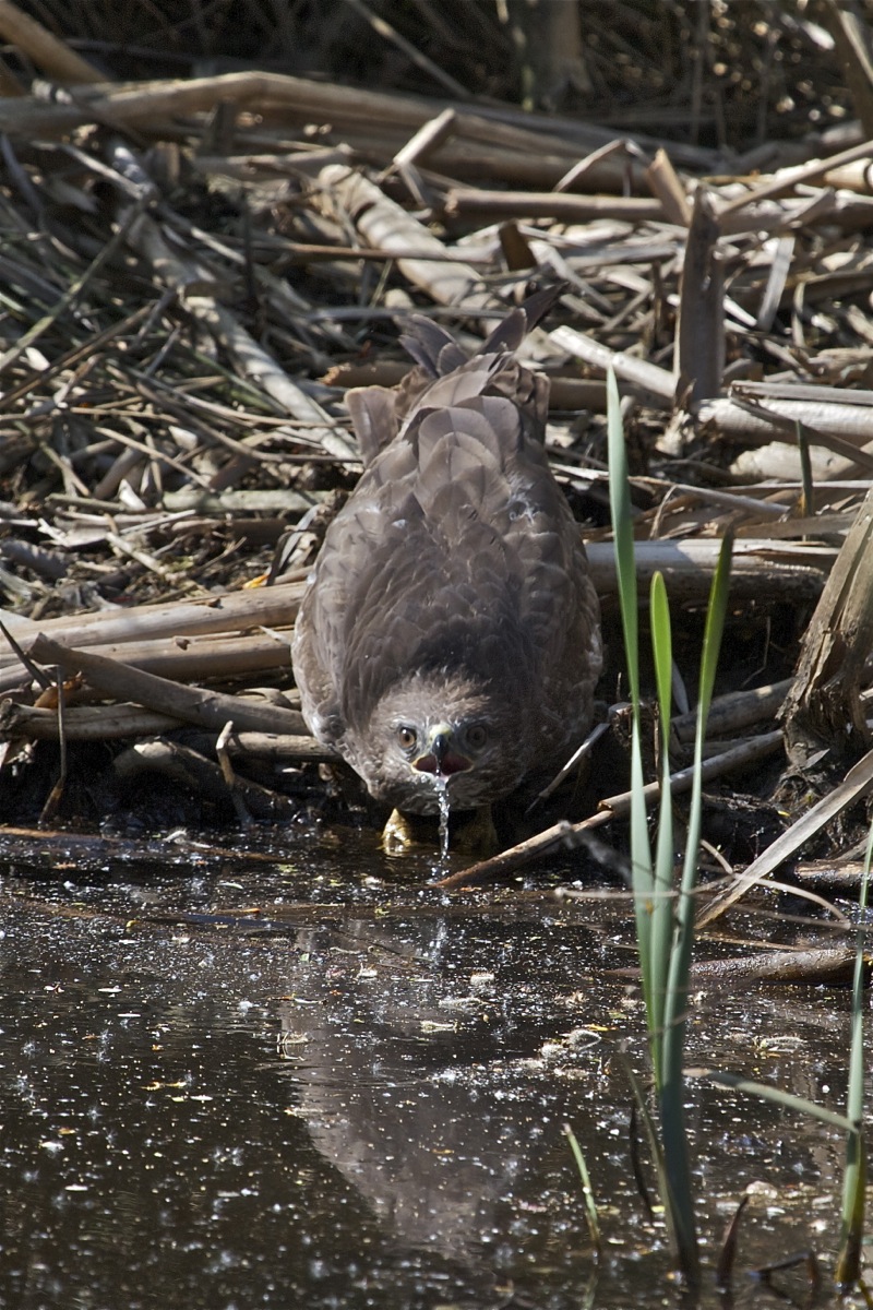 The Buzzard is thirsty ...
