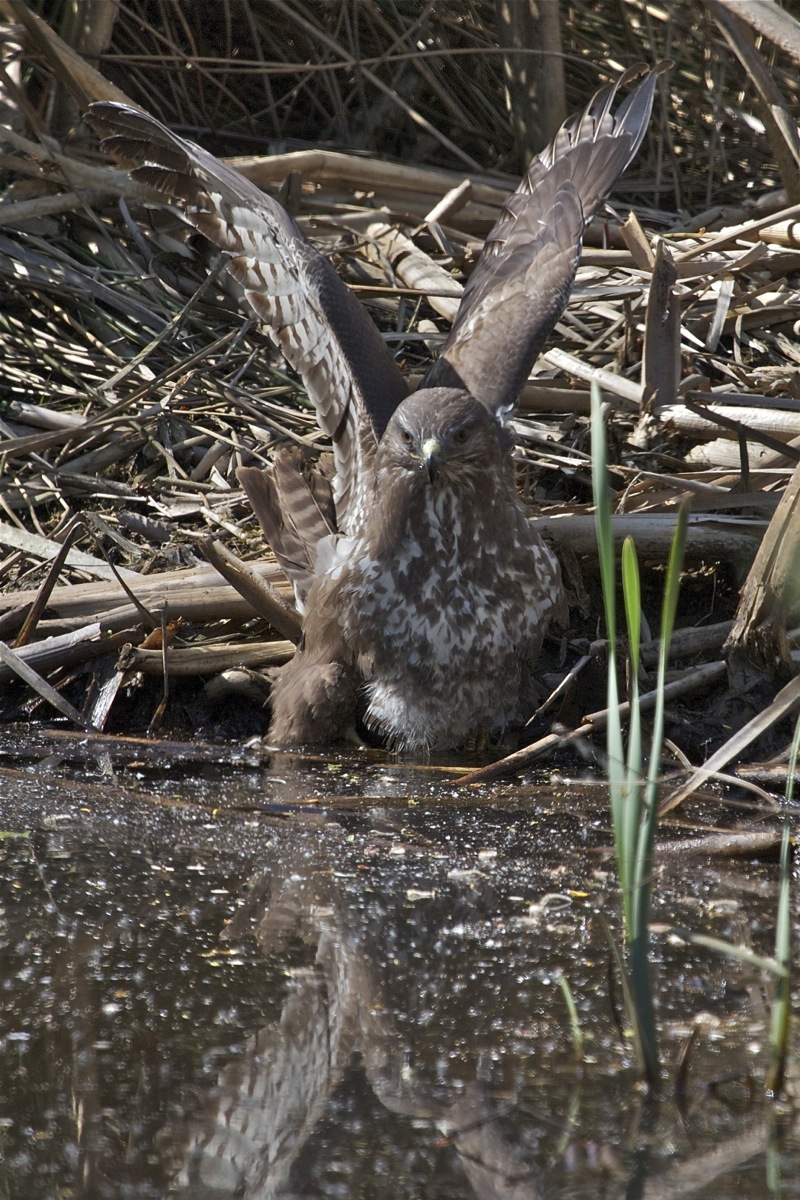 The Buzzard is stretching ...