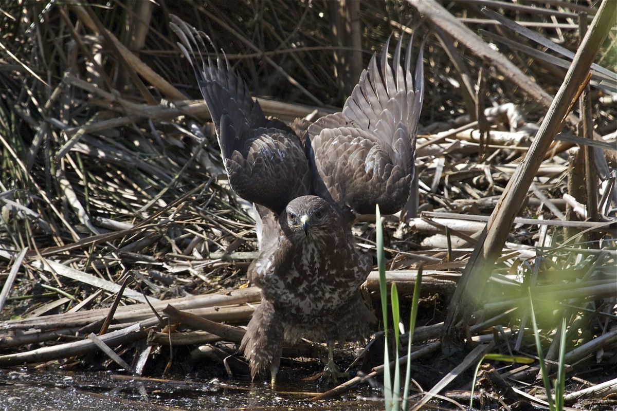 The Buzzard is the bath ...