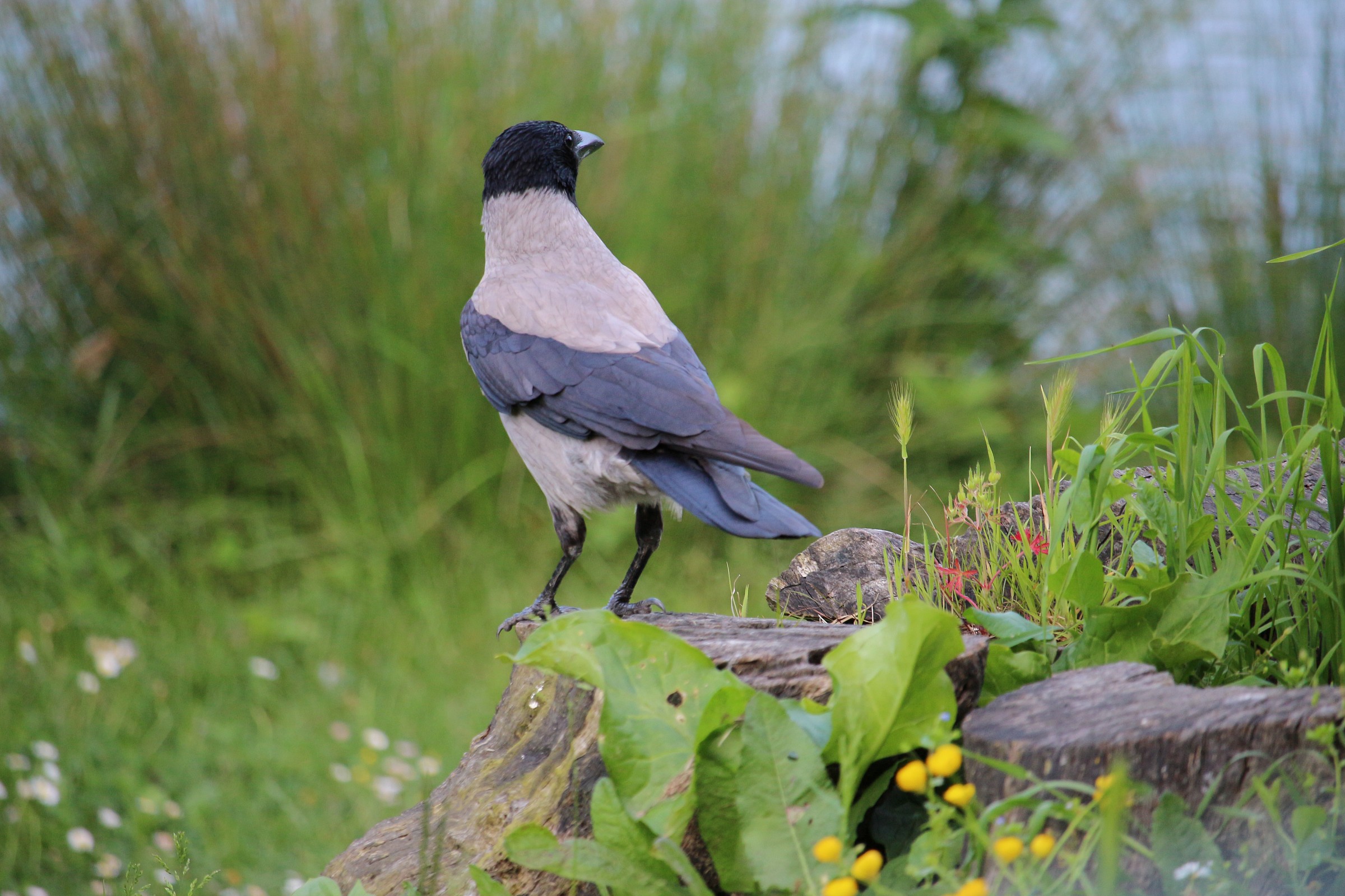 Una bella Cornacchia