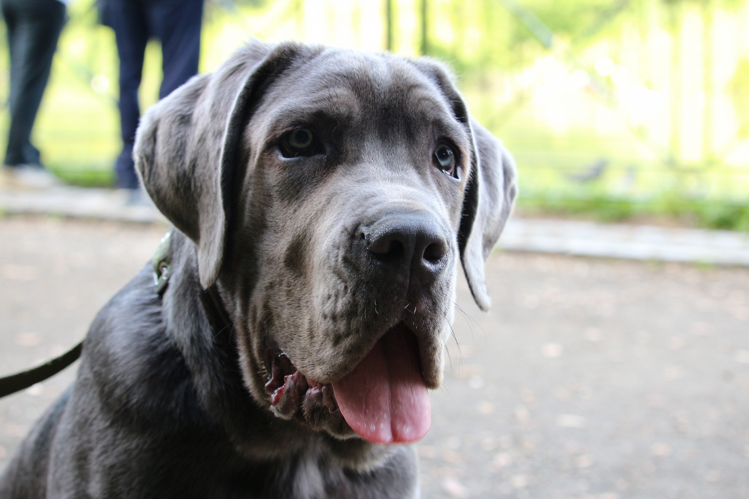 Oscar,stupendo esemplare di cane Corso