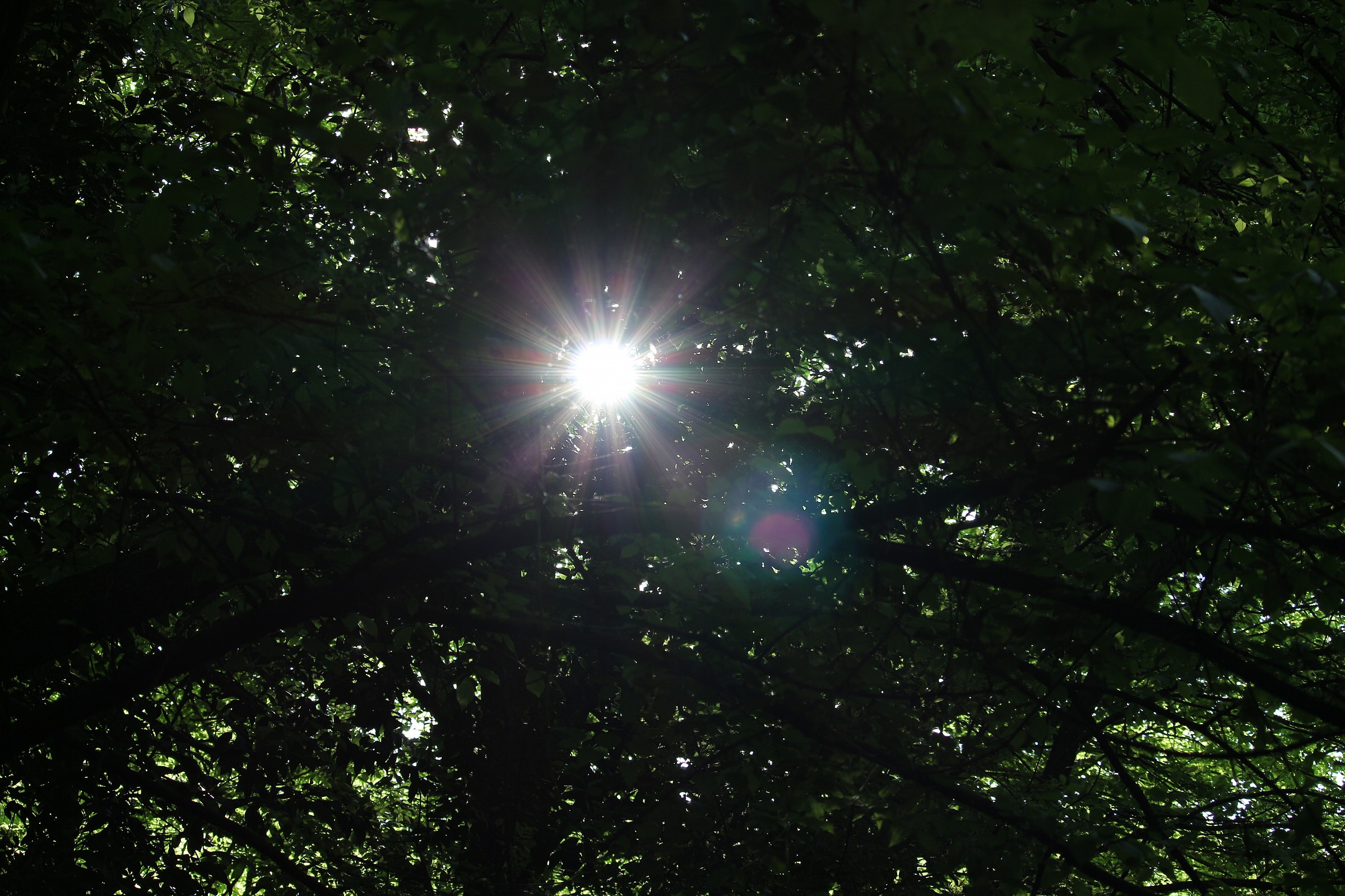 Raggio di Sole tra gli alberi