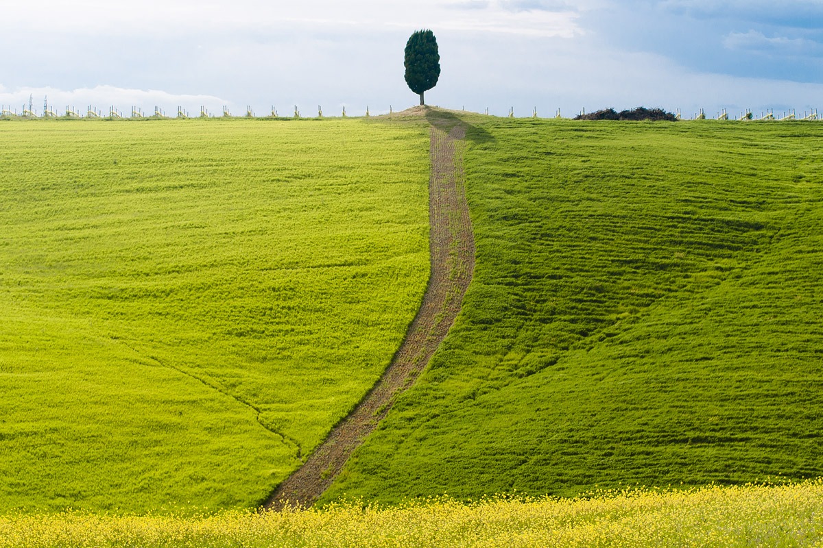 Vorrei essere quel cipresso in Val d'Orcia
