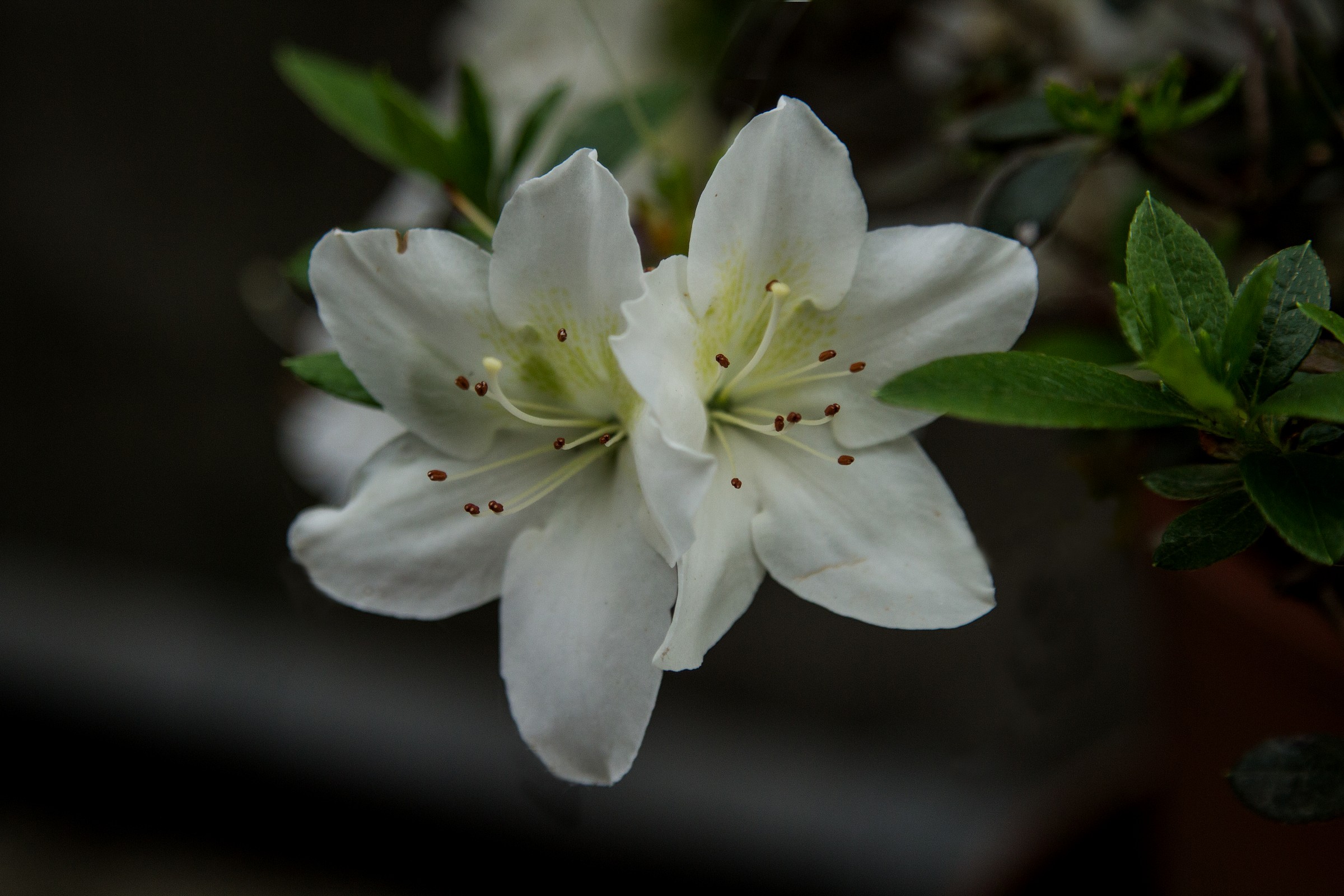 White Azalea