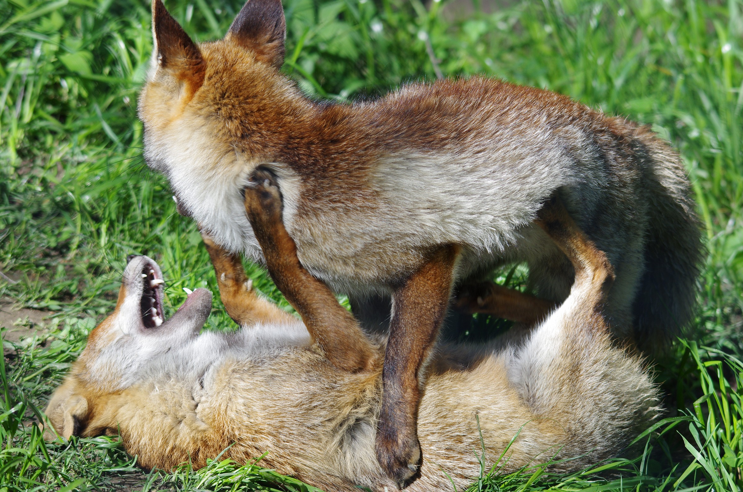 Games between foxes