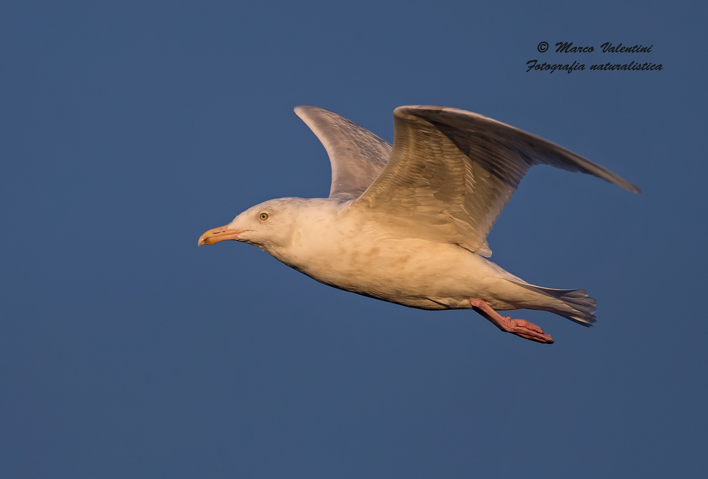 Iceland gull