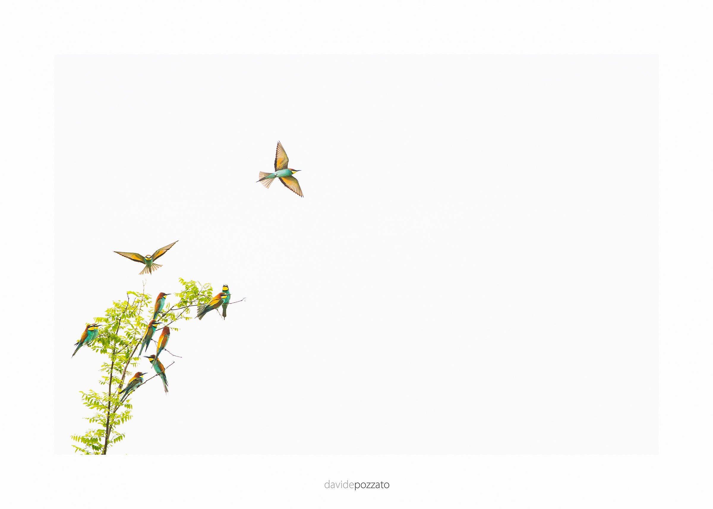 The flight games of eaters