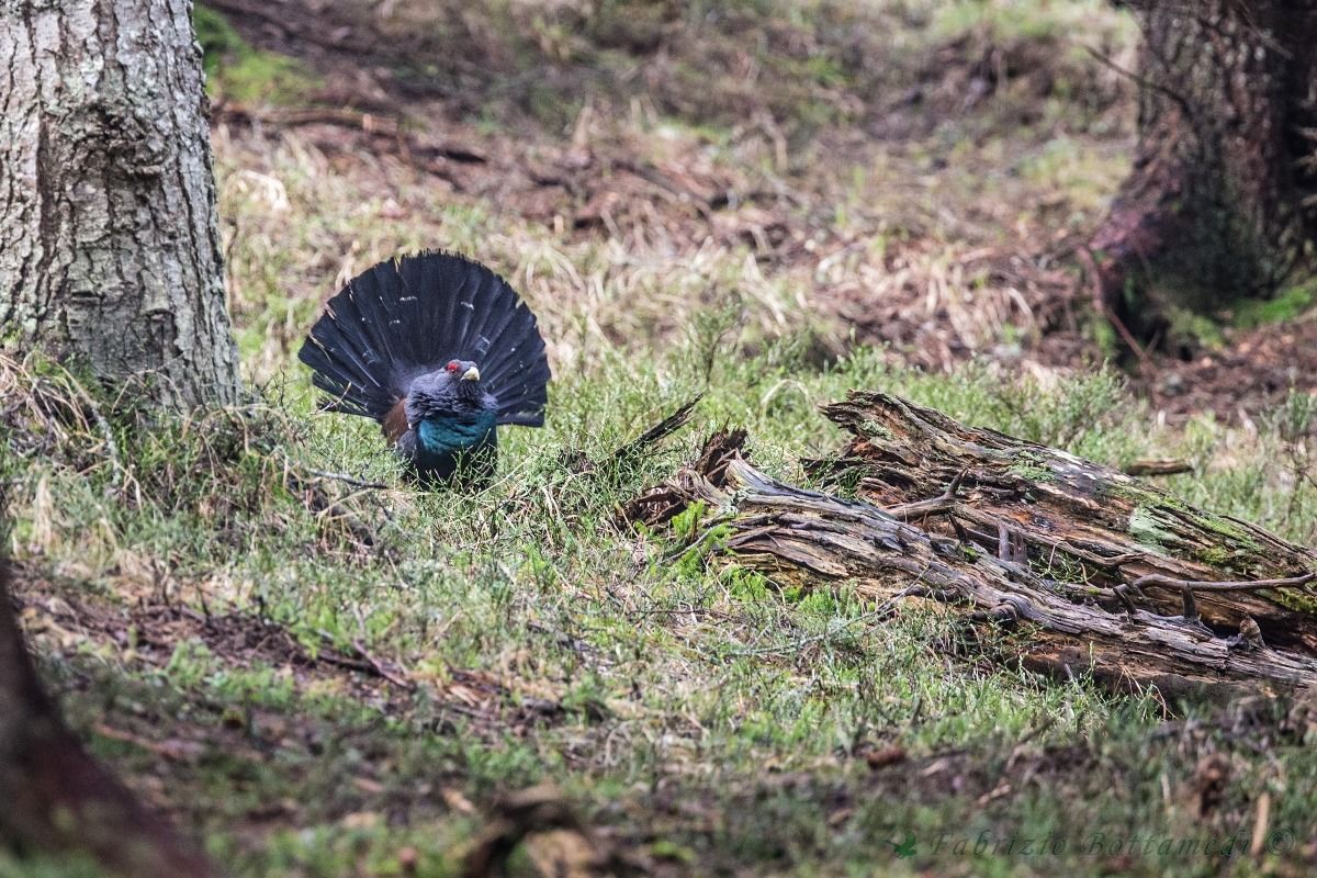 Here it is the lord of the woods of the Paganella!