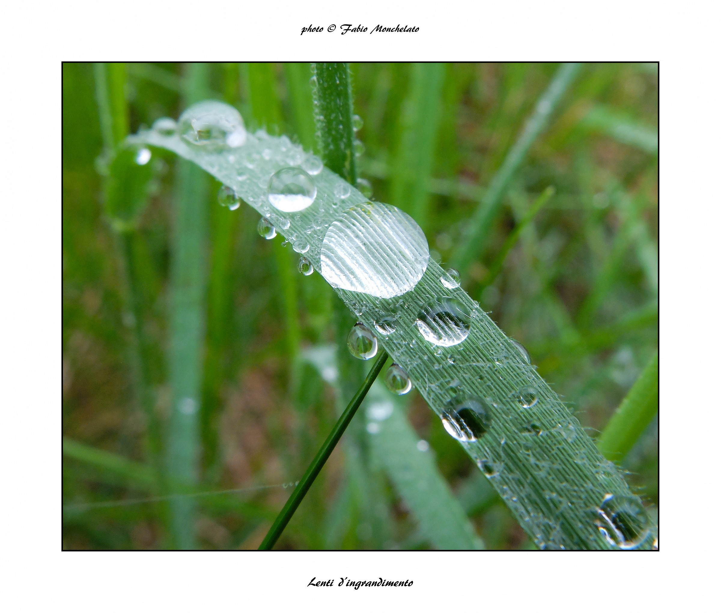 Lenti d' ingrandimento