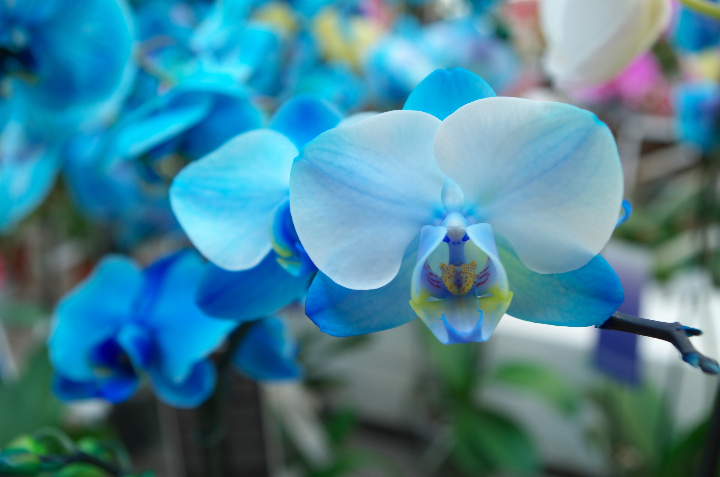 Blue orchids