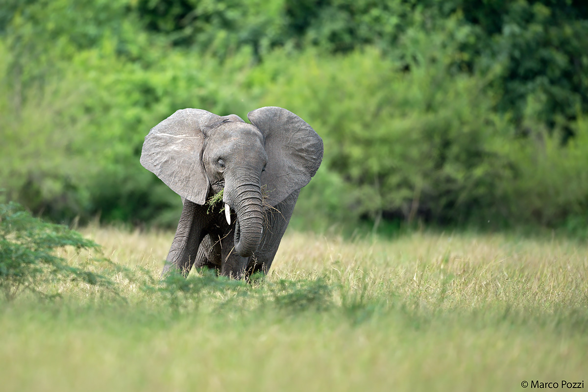 Elephant in the green land