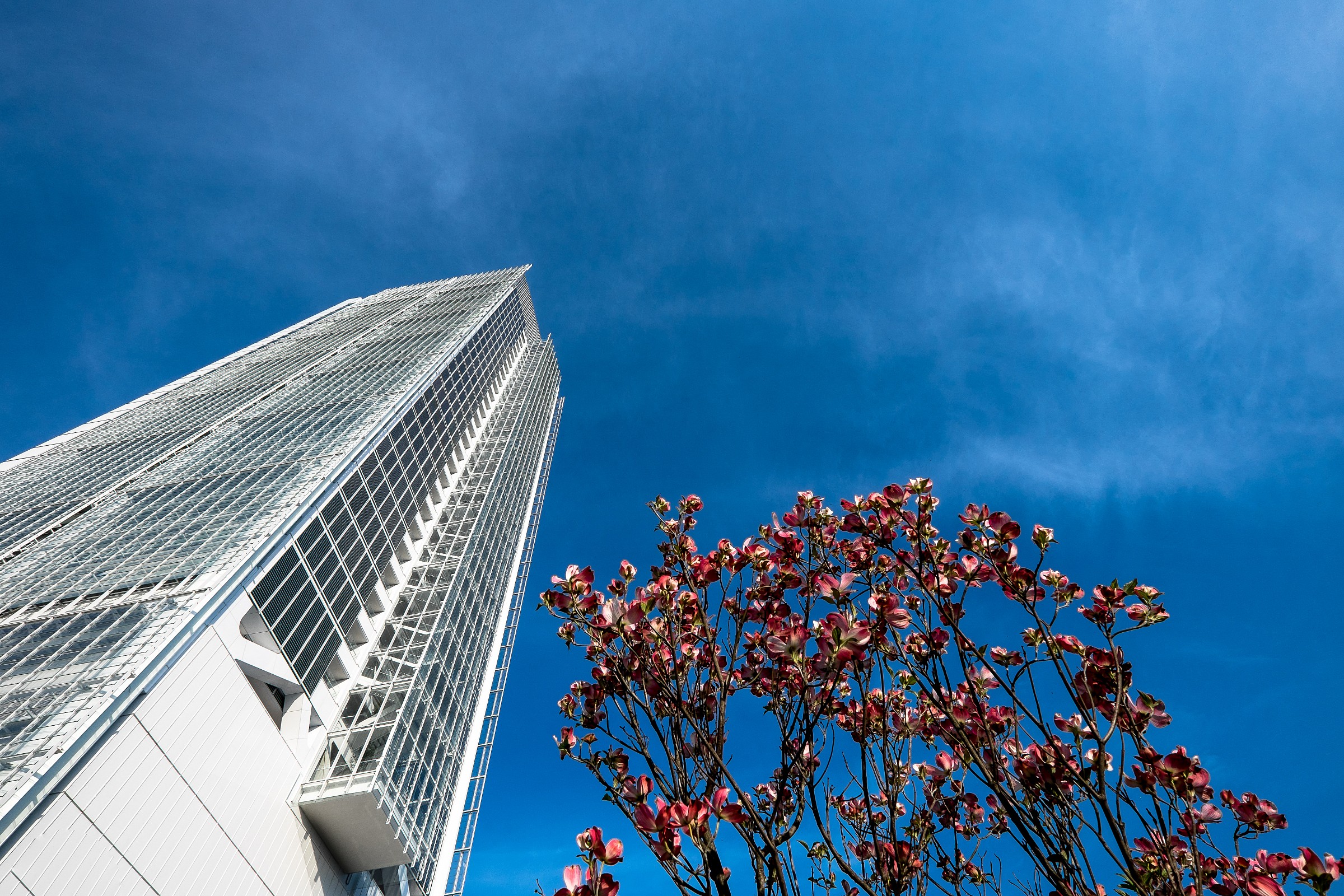 slanci  primaverili...............