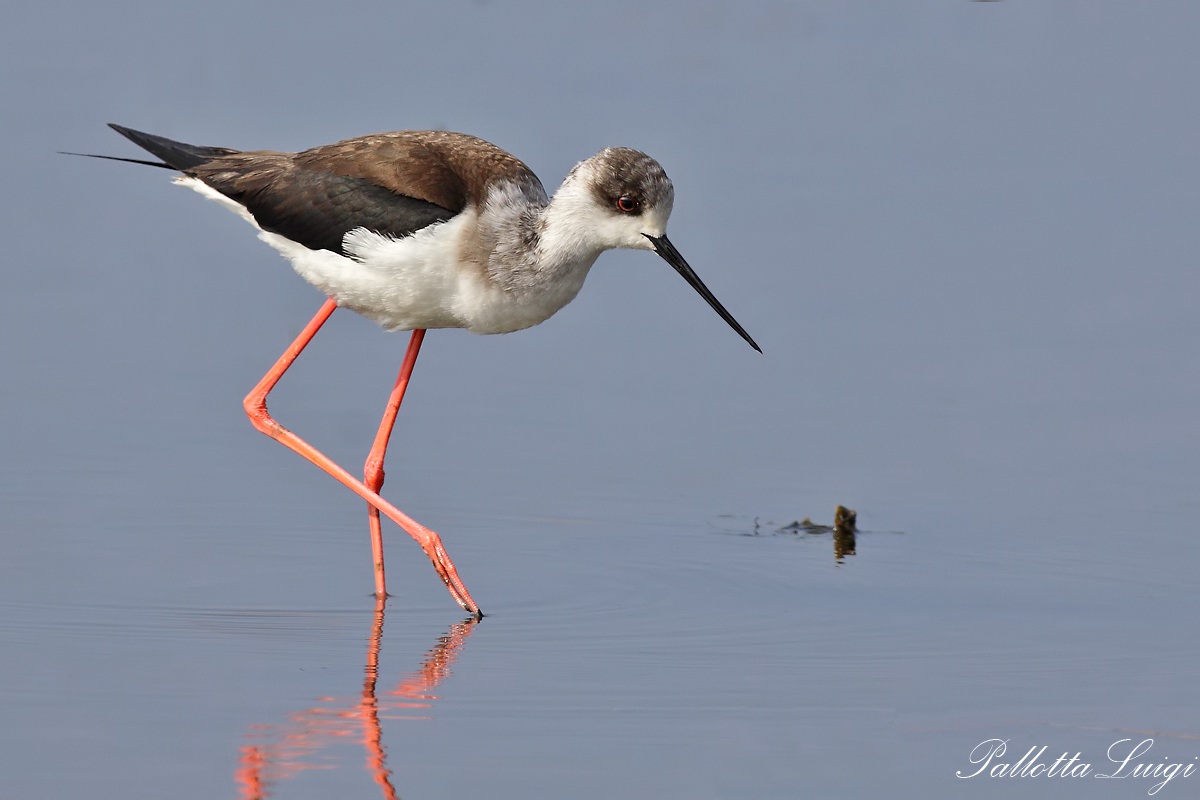 Knight In Italy (Himantopus himantopus)