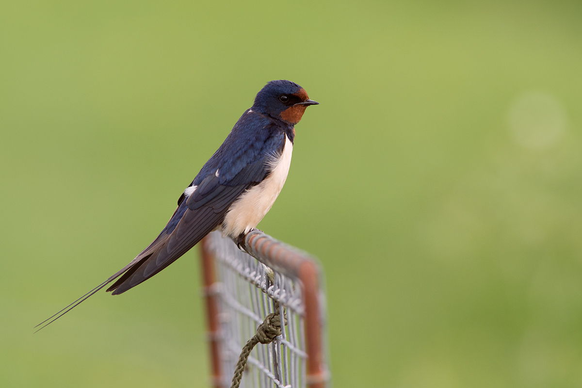 (Hirundo rustica)