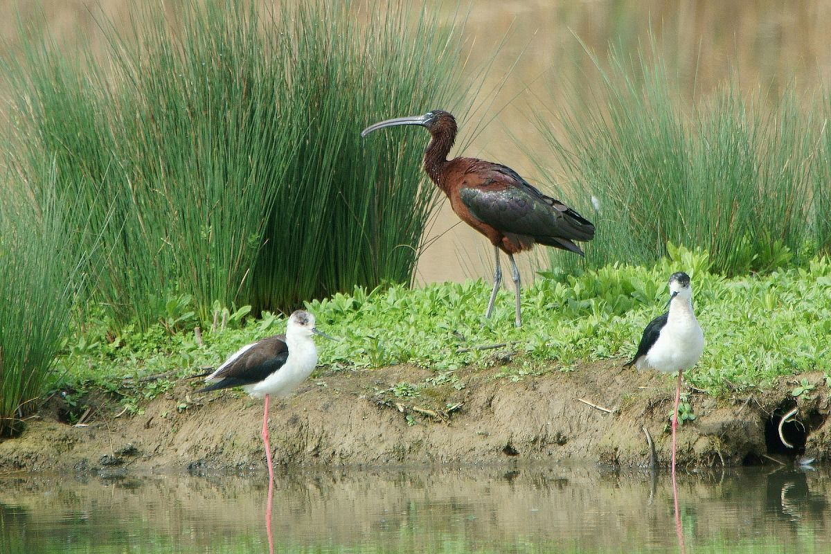 Glossy ibis