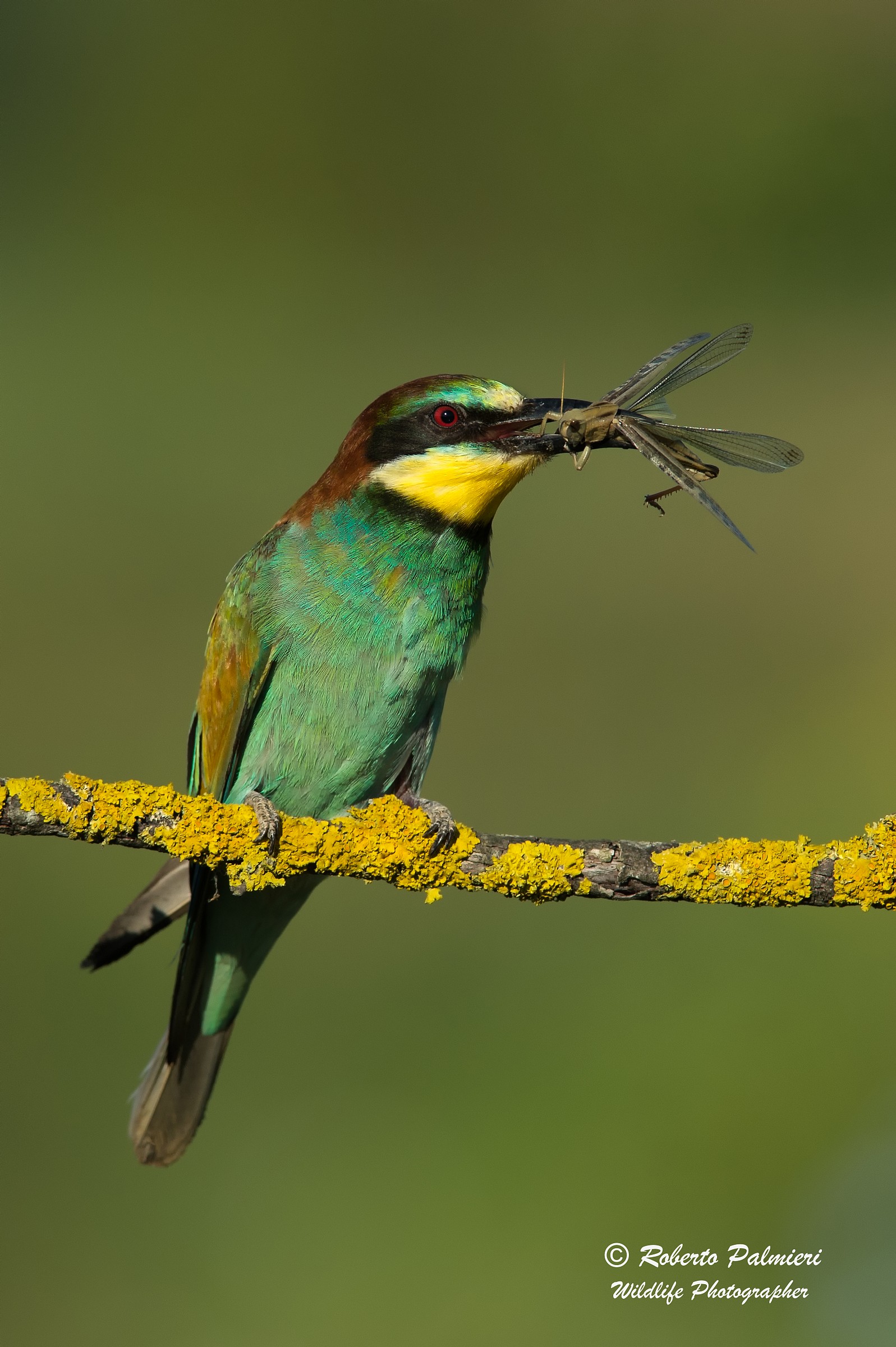 Eater with grasshopper (Merops apiaster)