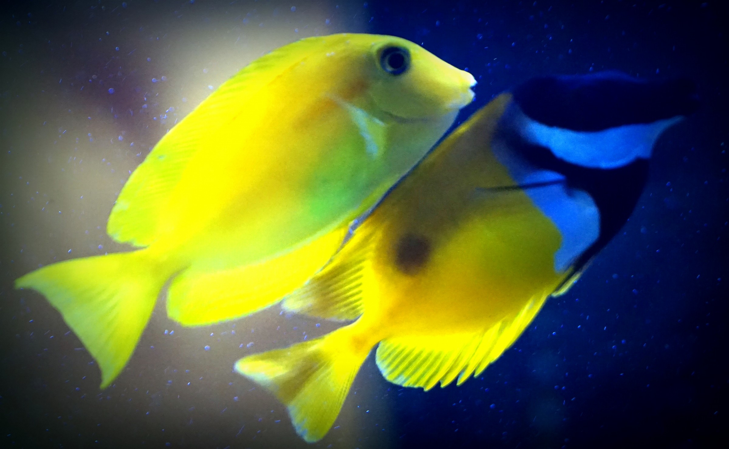 Ti voglio stare vicino vicino...