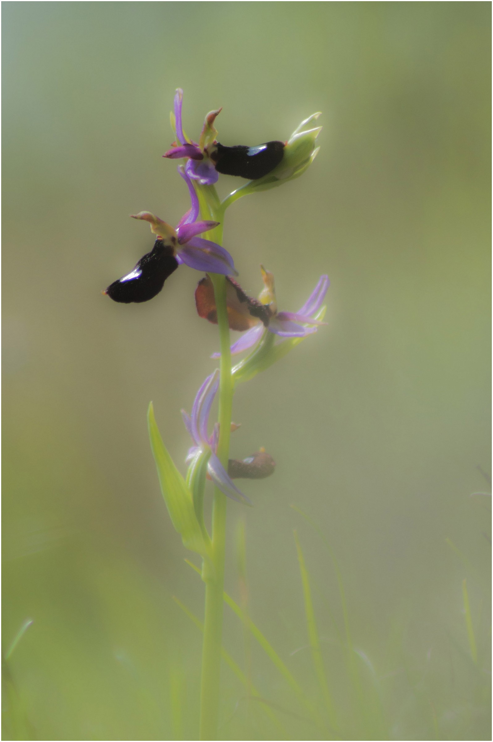 Ophrys sp