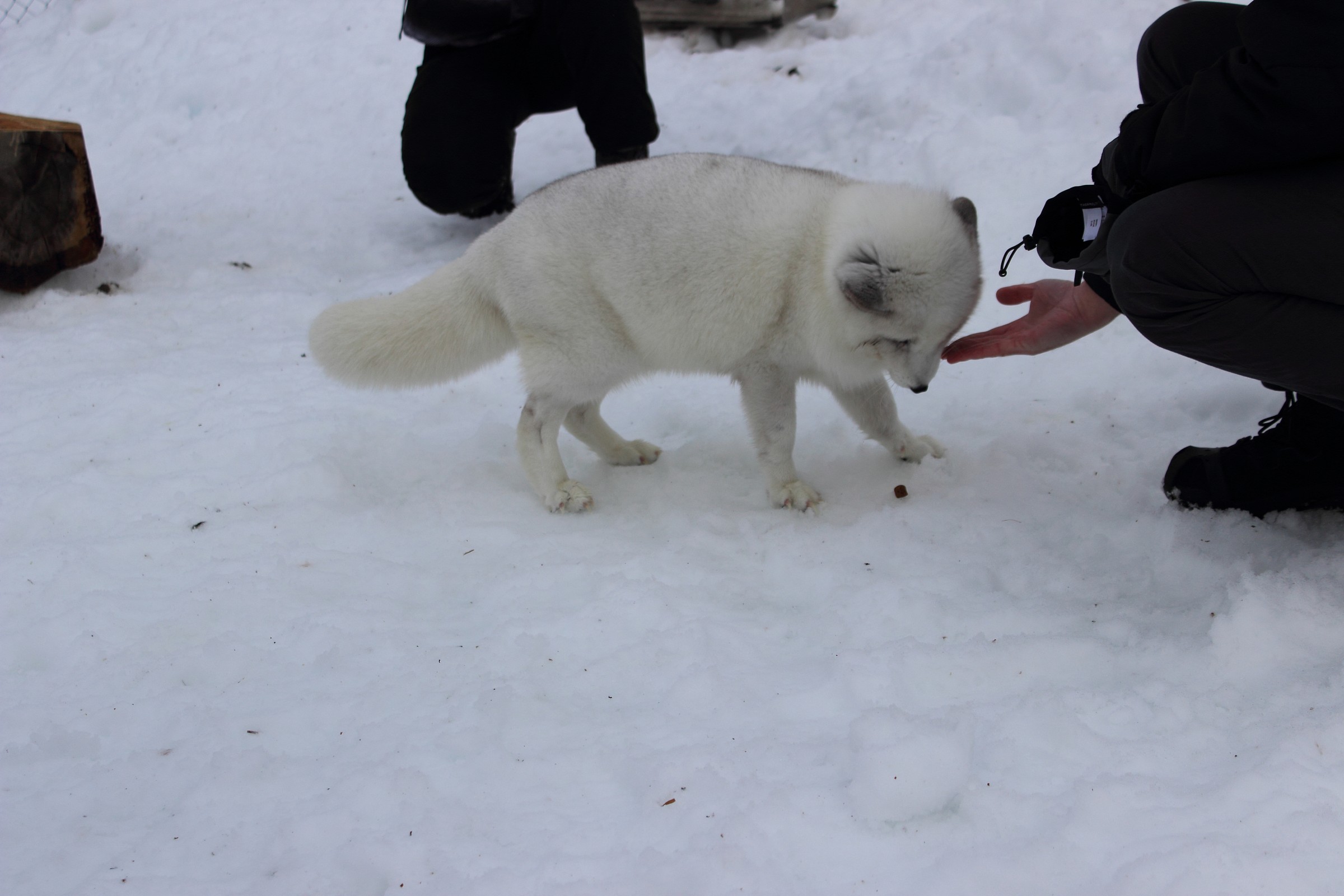 Arctic Fox
