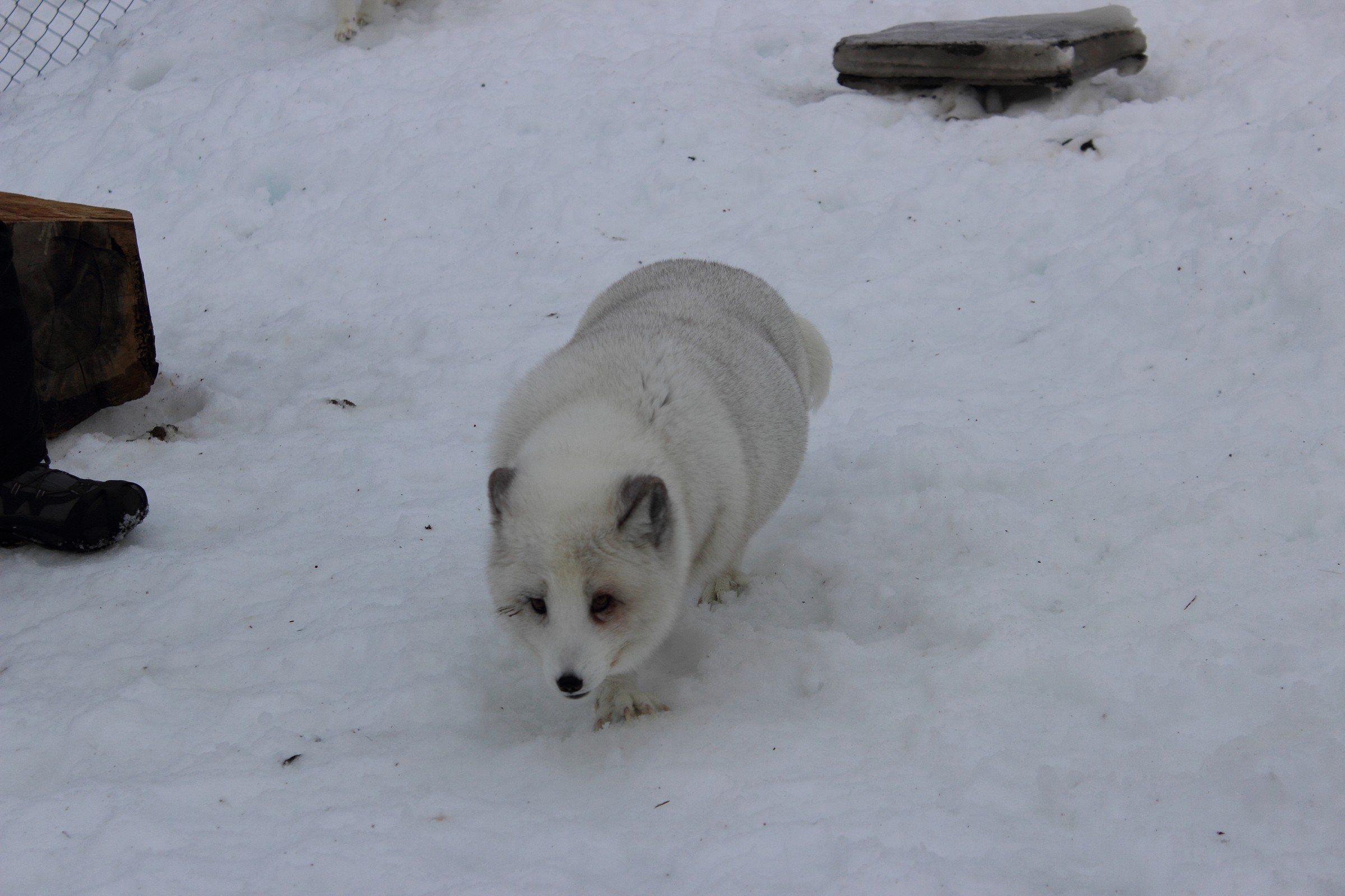 Arctic Fox