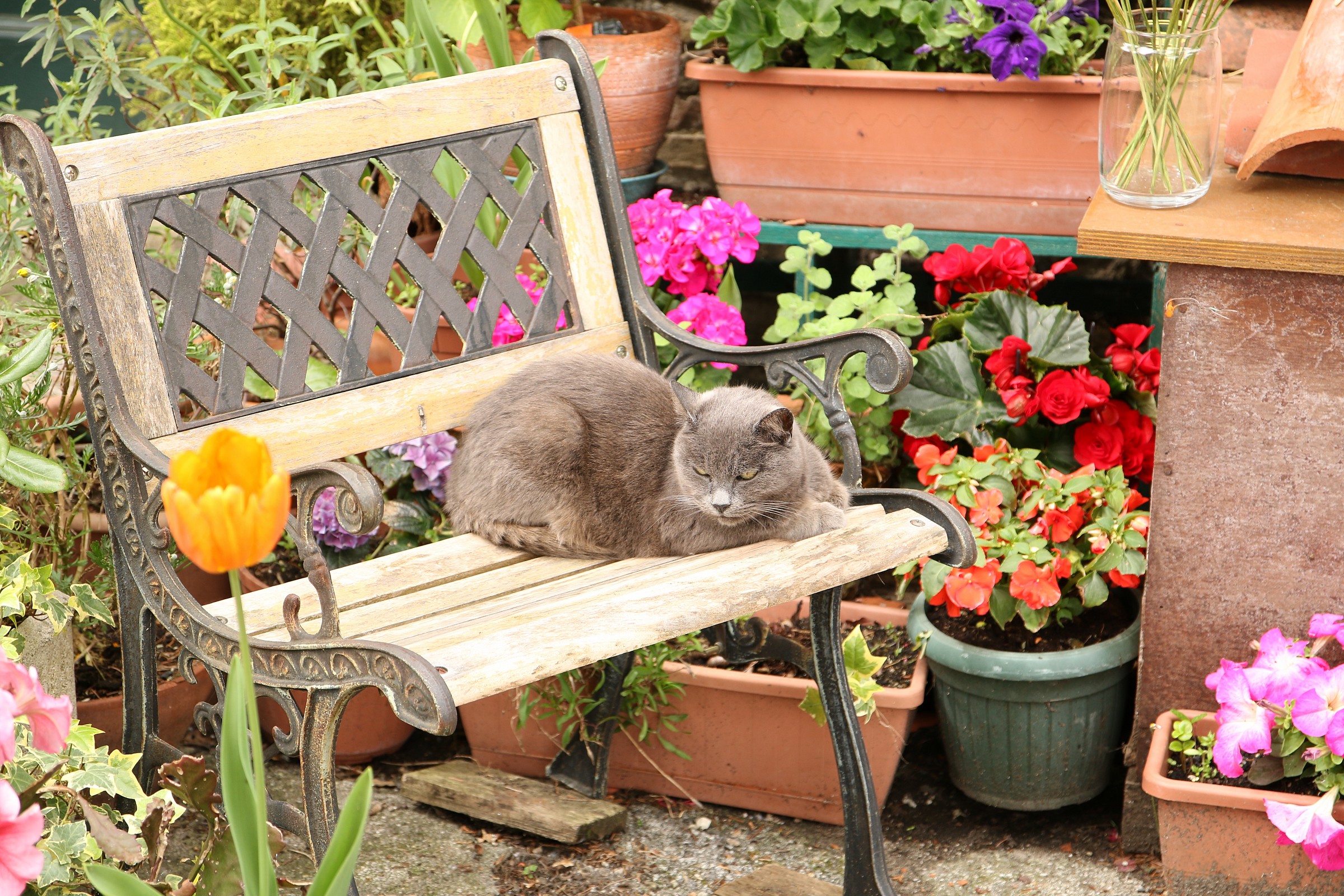 I know belllo ........